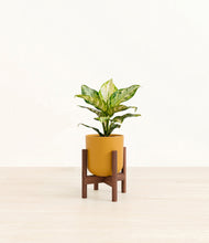 Lade das Bild in den Galerie-Viewer, Sunset Orange stand:dark