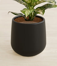Lade das Bild in den Galerie-Viewer, Black stand:all