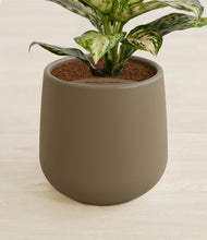 Lade das Bild in den Galerie-Viewer, Olive stand:all