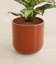 Charger l'image dans la galerie, Glossy Red stand:all