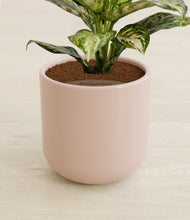 Charger l'image dans la galerie, Sandy Pink stand:all