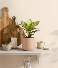 Lade das Bild in den Galerie-Viewer, Gentle Pink