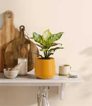 Lade das Bild in den Galerie-Viewer, Mustard