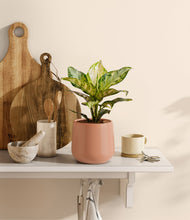 Lade das Bild in den Galerie-Viewer, Calm Rose