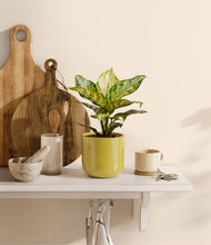 Charger l'image dans la galerie, Key Lime Yellow