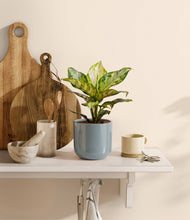 Charger l'image dans la galerie, Misty Blue