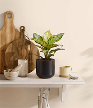 Charger l'image dans la galerie, Stone Black
