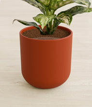 Lade das Bild in den Galerie-Viewer, Earth Red stand:all