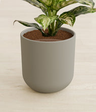 Lade das Bild in den Galerie-Viewer, Sage Green stand:all