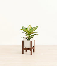 Charger l'image dans la galerie, Cotton White stand:dark