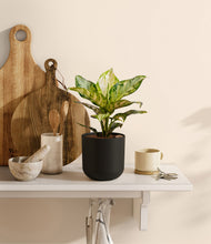 Lade das Bild in den Galerie-Viewer, Stone Black