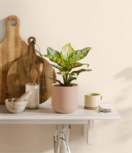 Lade das Bild in den Galerie-Viewer, Sandy Pink