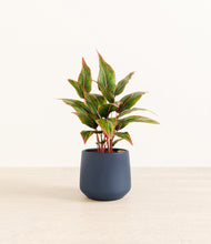 Load image into Gallery viewer, Deep Navy*****Profile