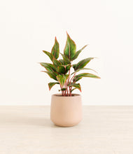 Load image into Gallery viewer, Gentle Pink*****Profile