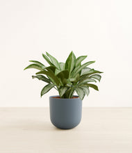 Load image into Gallery viewer, Iron Gray*****Profile