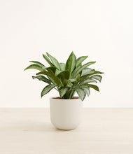 Load image into Gallery viewer, Natural Bamboo*****Profile