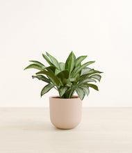 Load image into Gallery viewer, Sandy Pink*****Profile