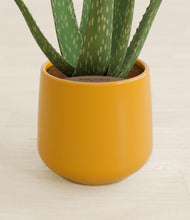 Load image into Gallery viewer, Mustard stand:all