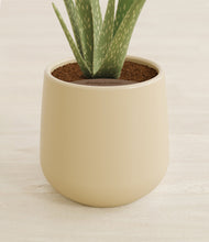 Load image into Gallery viewer, Almond Green stand:all