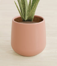 Load image into Gallery viewer, Calm Rose stand:all