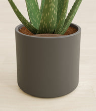 Load image into Gallery viewer, Dark Olive stand:all