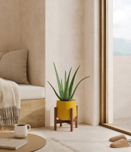 Load image into Gallery viewer, Mustard stand:walnut