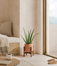 Load image into Gallery viewer, Calm Rose stand:walnut