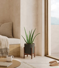 Load image into Gallery viewer, Dark Olive stand:walnut