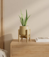 Load image into Gallery viewer, Almond Green stand:bamboo