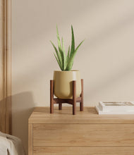 Load image into Gallery viewer, Almond Green stand:walnut