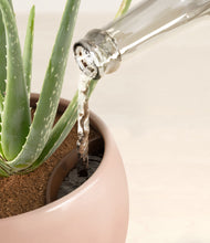 Load image into Gallery viewer, Calm Rose stand:all