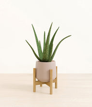 Load image into Gallery viewer, Eternal Gray stand:bamboo