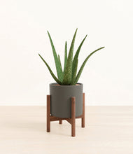 Load image into Gallery viewer, Dark Olive stand:walnut