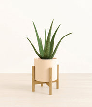 Load image into Gallery viewer, Cream stand:bamboo