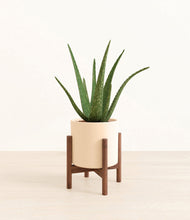 Load image into Gallery viewer, Cream stand:walnut