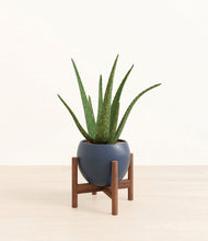 Load image into Gallery viewer, Deep Navy stand:walnut