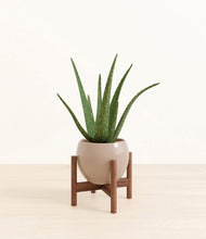 Load image into Gallery viewer, Desert Brown stand:walnut