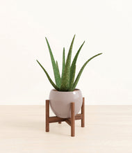 Load image into Gallery viewer, Winter Clouds stand:walnut