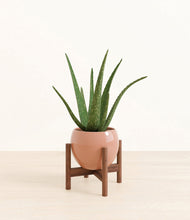 Load image into Gallery viewer, Calm Rose stand:walnut