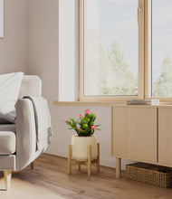 Load image into Gallery viewer, -