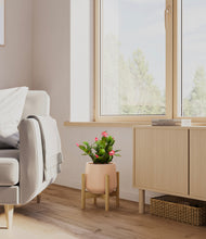 Load image into Gallery viewer, -