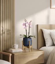 Load image into Gallery viewer, Deep Navy stand:bamboo