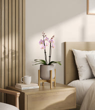 Load image into Gallery viewer, Eternal Gray stand:bamboo