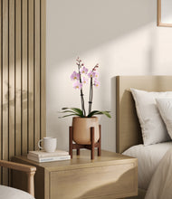 Load image into Gallery viewer, Gentle Pink stand:walnut
