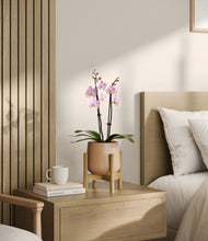 Load image into Gallery viewer, Gentle Pink stand:bamboo