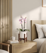 Load image into Gallery viewer, White stand:walnut