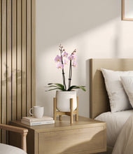Load image into Gallery viewer, White stand:bamboo