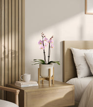 Load image into Gallery viewer, Cotton White stand:bamboo