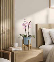 Load image into Gallery viewer, Misty Blue stand:bamboo