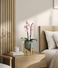 Load image into Gallery viewer, Reactive Aqua stand:bamboo